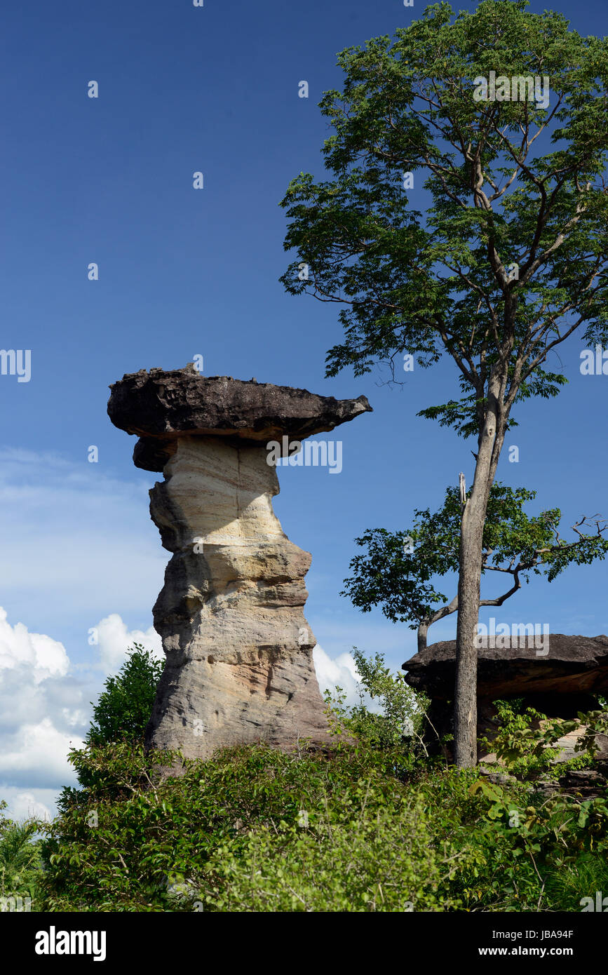 Die Landschaft und Pilzfoermigen Steinformationen im Pha Taem Nationalpark in der Umgebung von Ubon Ratchathani im nordosten von tailandia in Suedostasien. Foto Stock