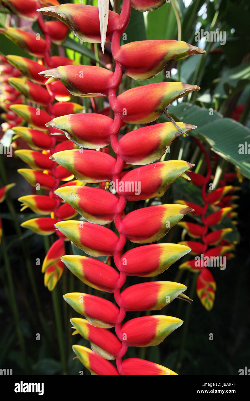 Eine Heliconie Blume im Bergdorf Mae Salong in der Huegellandschaft noerdlich von Chiang Rai in der Provinz Chiang Rai im Norden von tailandia in Suedostasien. Foto Stock