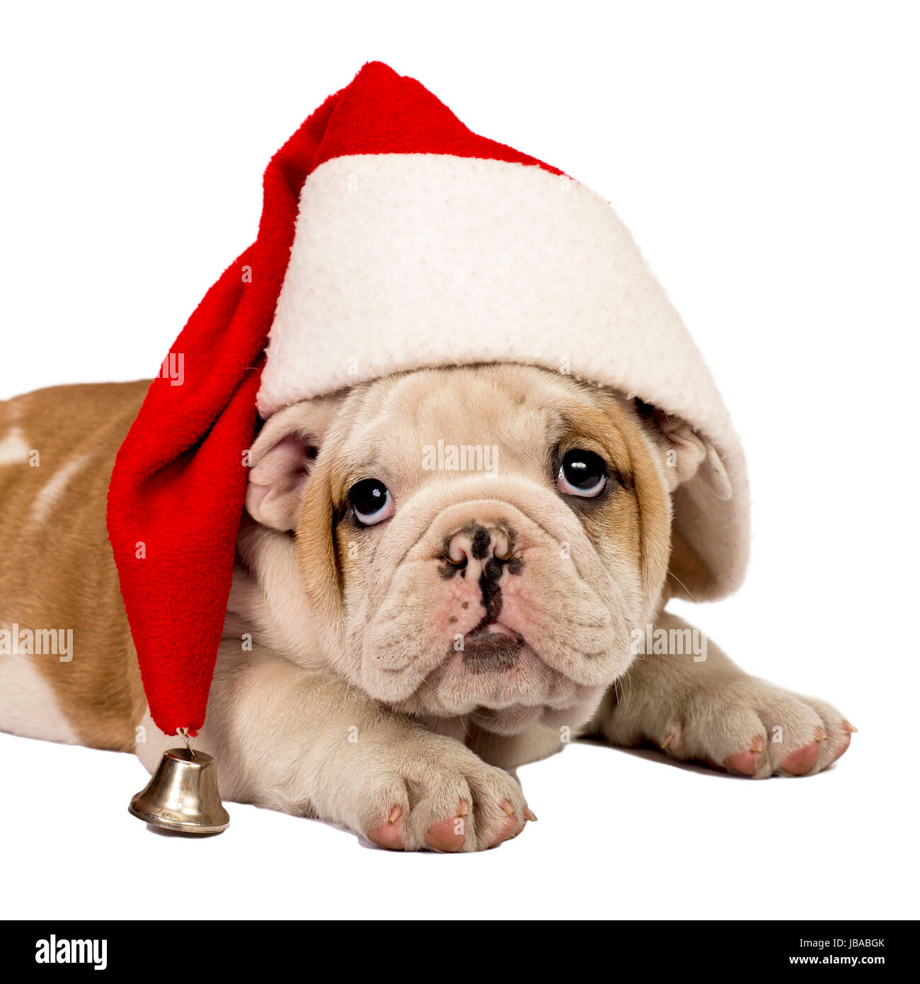 Bulldog inglese cucciolo indossando un cappello da Babbo Natale. Isolato su  bianco Foto stock - Alamy