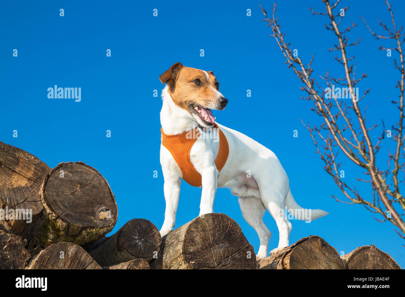 Jack Russel terrier Foto Stock