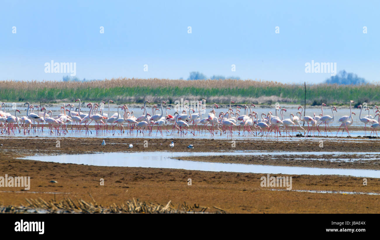 Stormo di fenicotteri rosa da "delta del po' laguna, Italia. natura panorama Foto Stock
