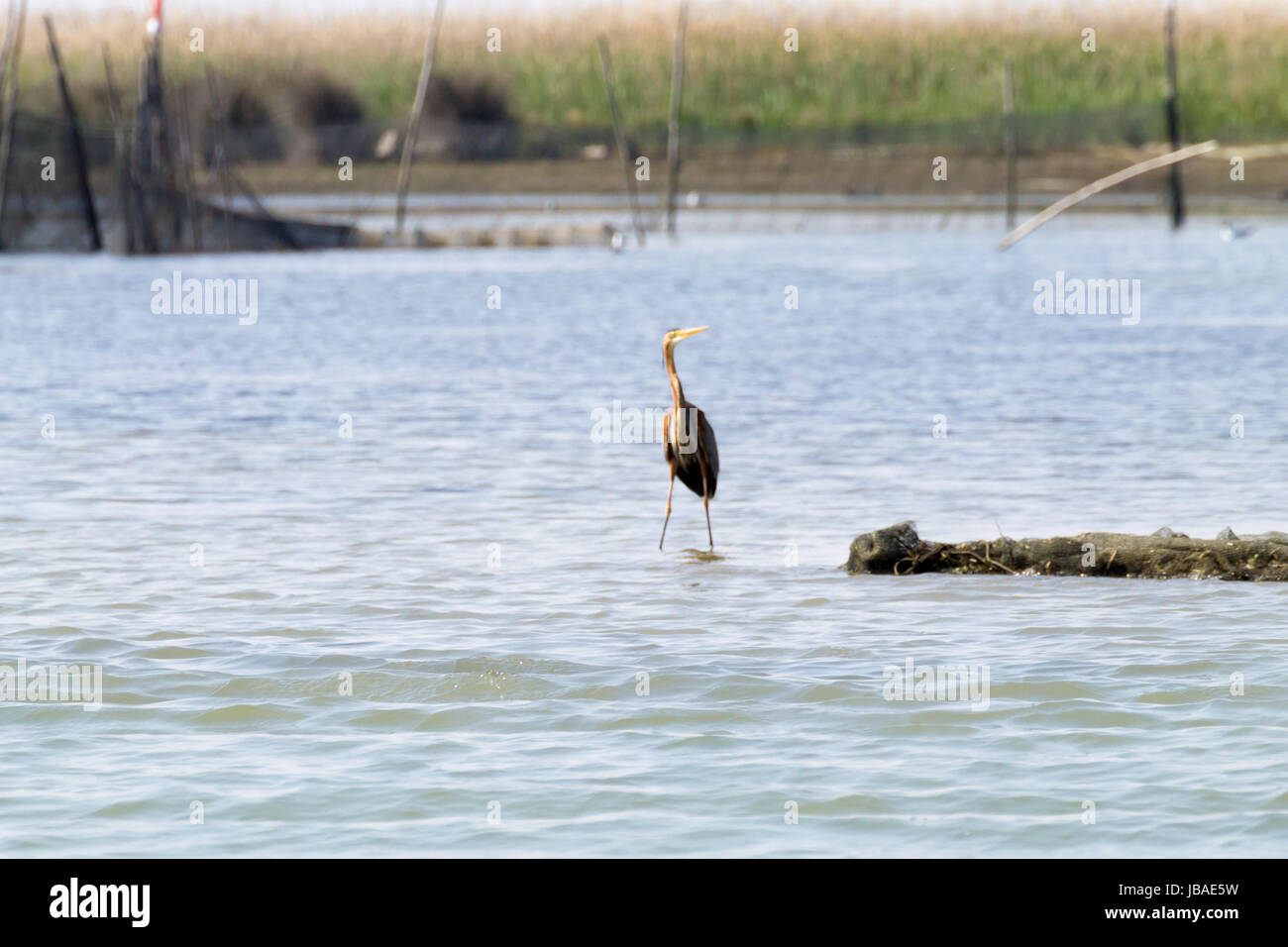 Airone rosso vicino fino dal fiume Po laguna, Italia. Per gli uccelli migratori. Natura italiana Foto Stock