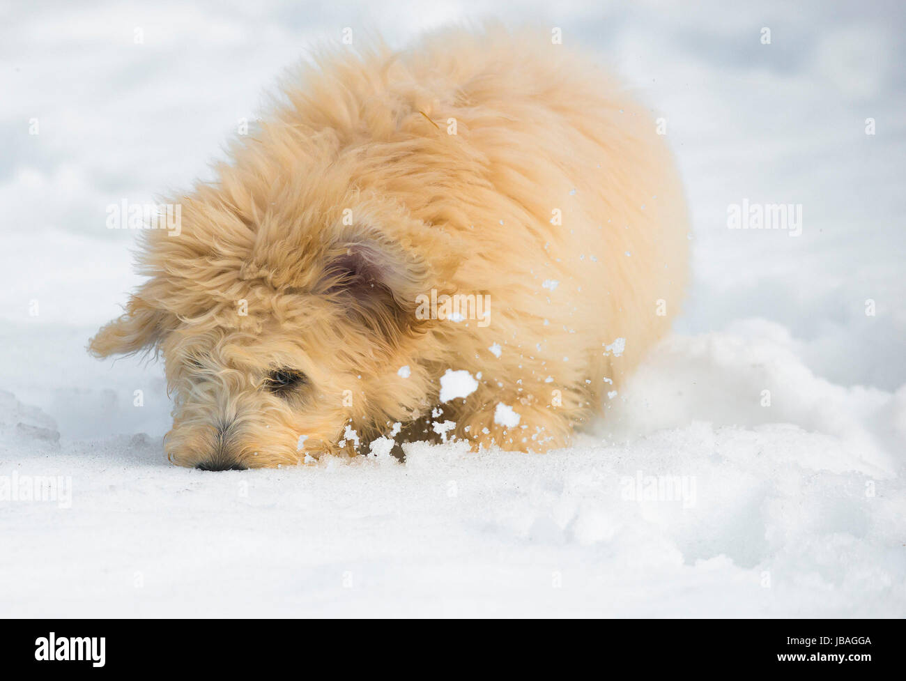 Carino giovane cucciolo labradoodle giocare nella neve Foto Stock