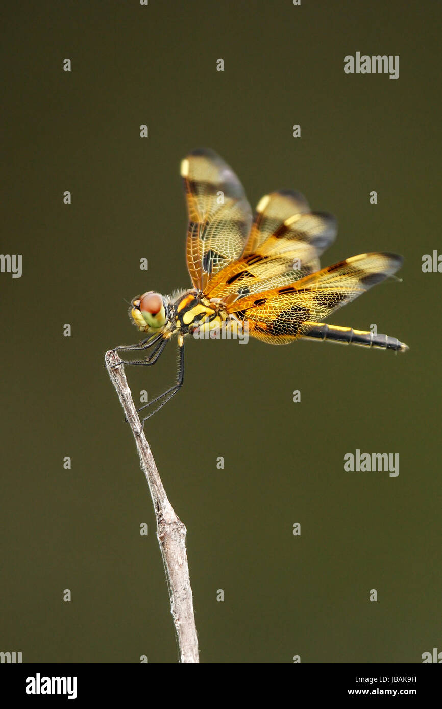 Halloween pennant (Celithemis eponina) dragonfly appollaiato su un bastone Foto Stock
