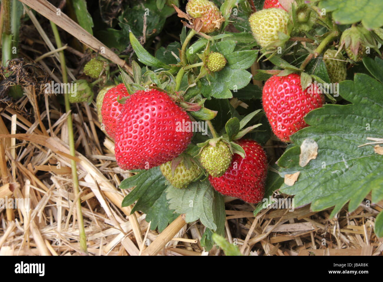 Erdbeertest erdbeeren sammeln Foto Stock