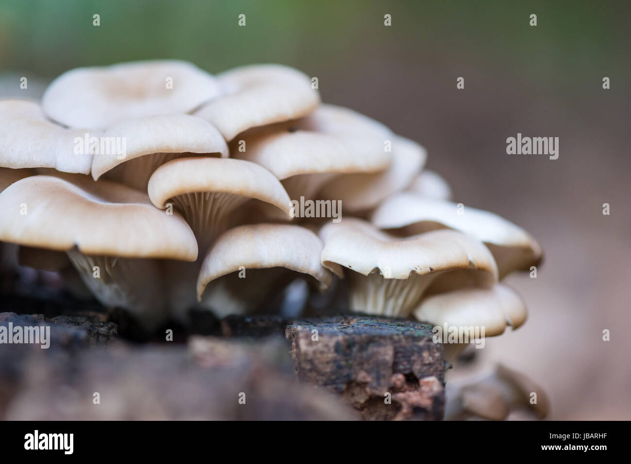 Un grappolo di funghi ostrici (Pleurotus ostreatus) color crema, beige e bianchissimi, che crescono su un ceppo di pioppo in decomposizione. Foto Stock