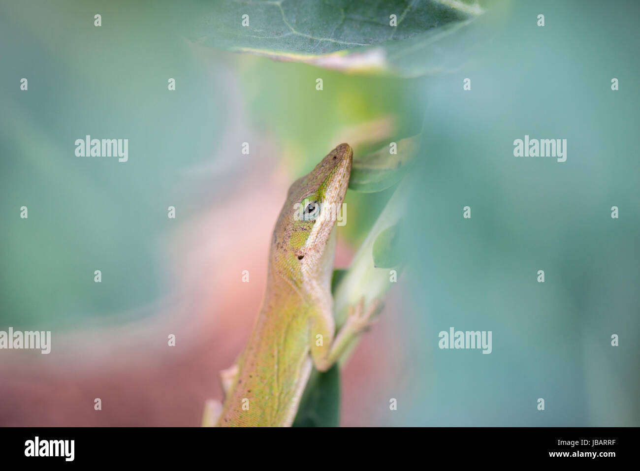 Un anodo verde (Anolis carolinensis), incorniciato da foglie di broccoli, si aggrappa ad uno stelo di piante di broccoli. Foto Stock