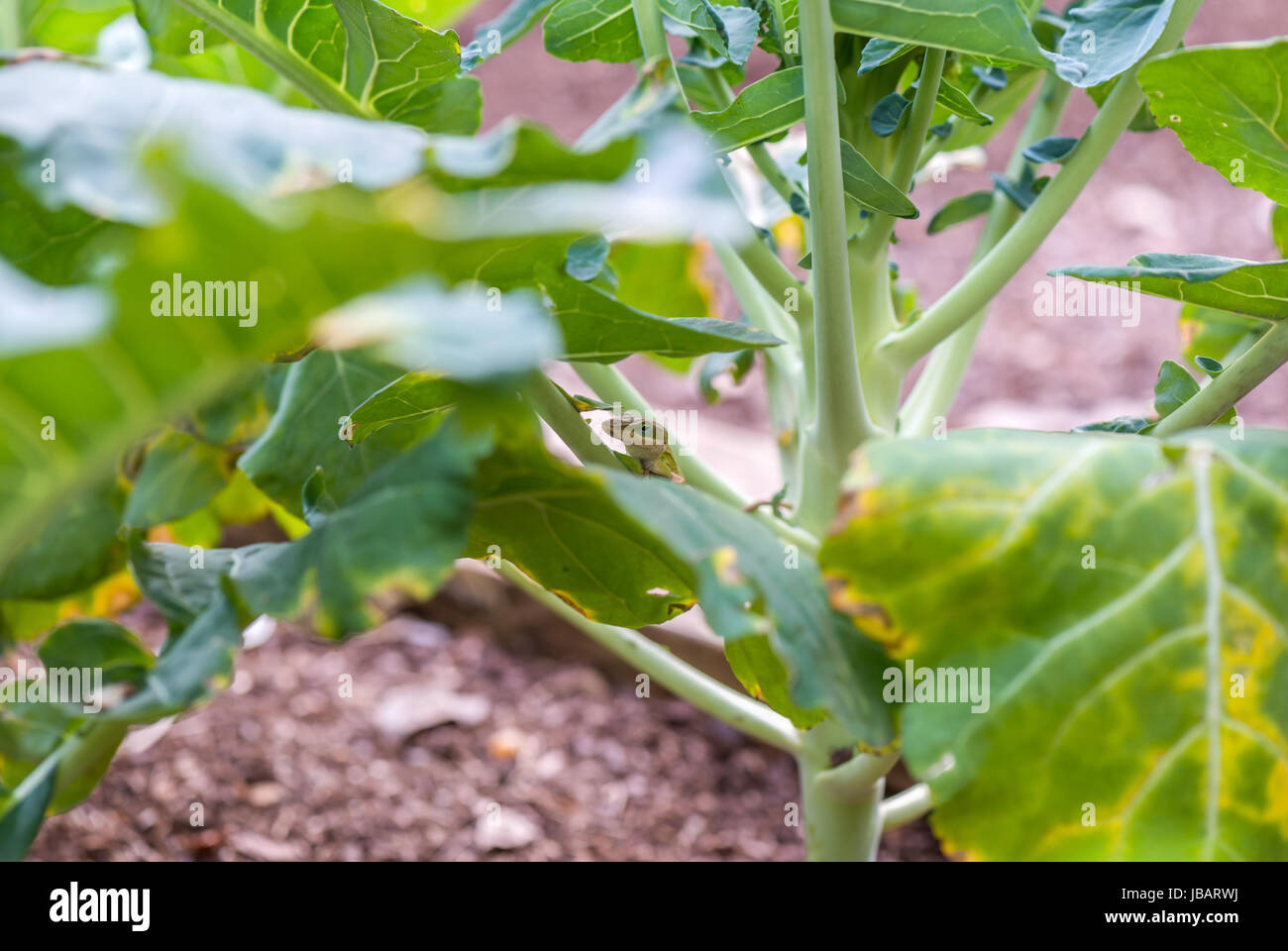 Un anodo verde (Anolis carolinensis) cerca di nascondersi in una pianta di broccoli. Foto Stock