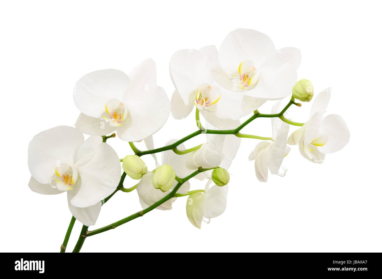 Lunghi rami del delicato bouquet di fiori di orchidea bianchi isolato Foto  stock - Alamy