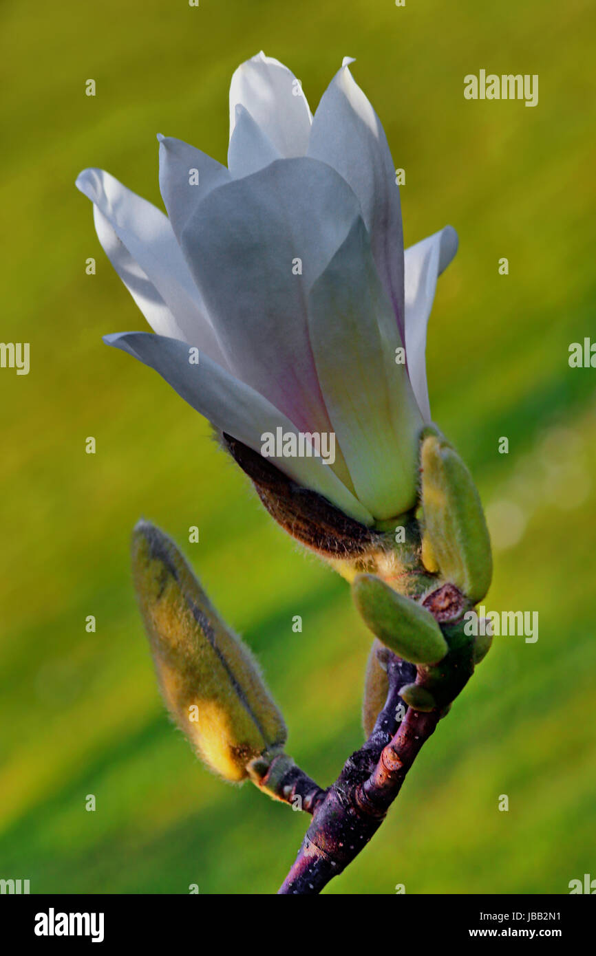 Fioritura di tulipani magnolia Foto Stock