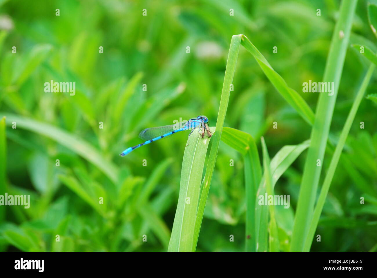 Belle Blue Dragon Fly in appoggio su una paletta di erba Foto Stock