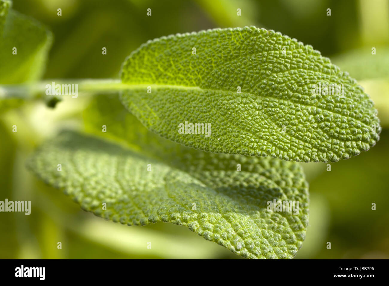 Makroaufnahme Blätter vom origano Foto Stock