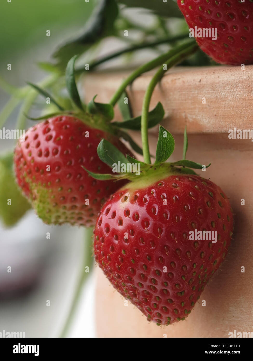 Anche le fragole crescere sul balcone Foto Stock