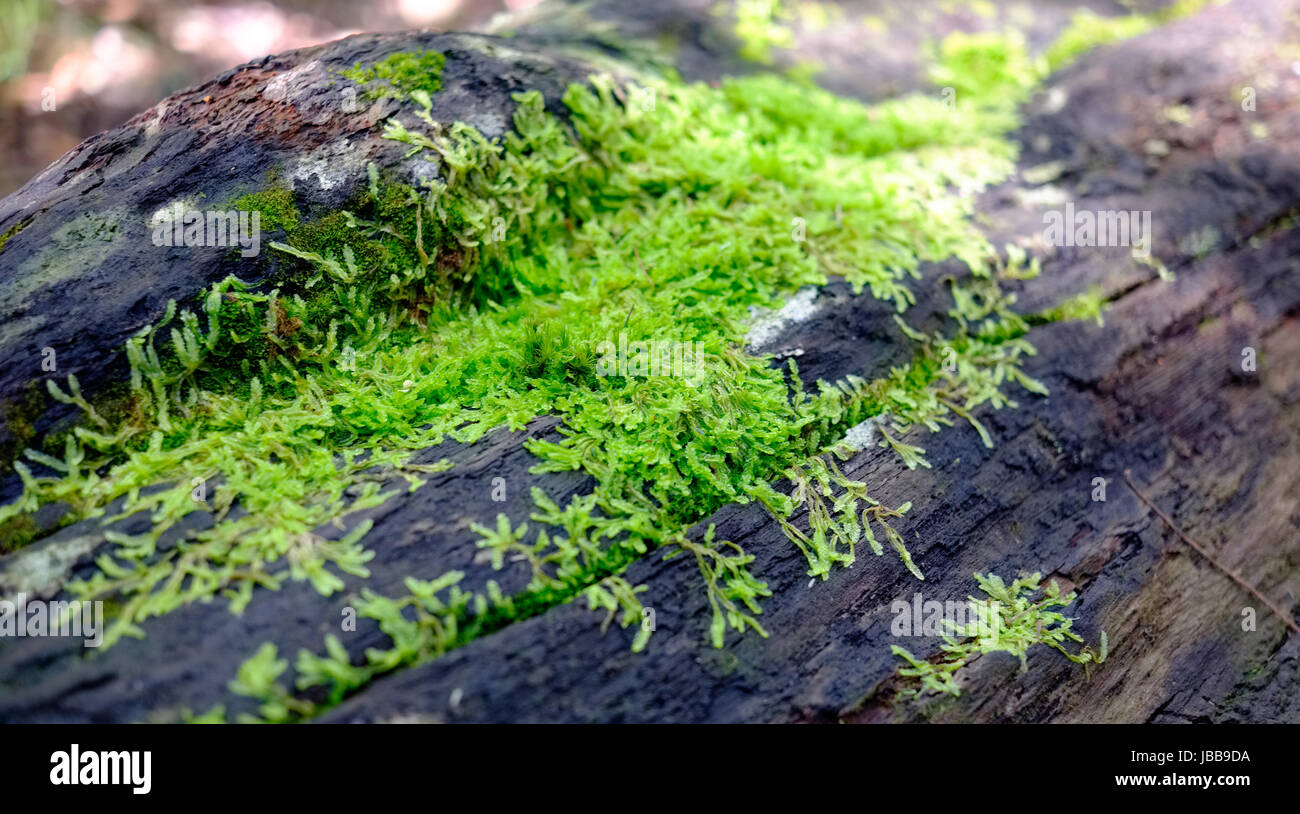 Muschio sul legno. Foto Stock