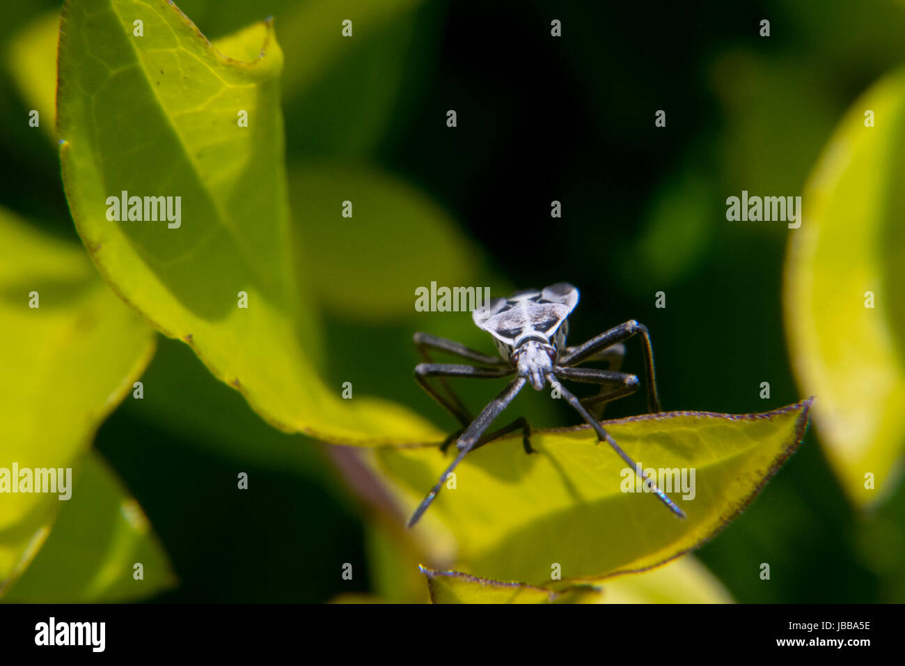 Il bianco e il nero lygaeoidea sopra una foglia Foto Stock