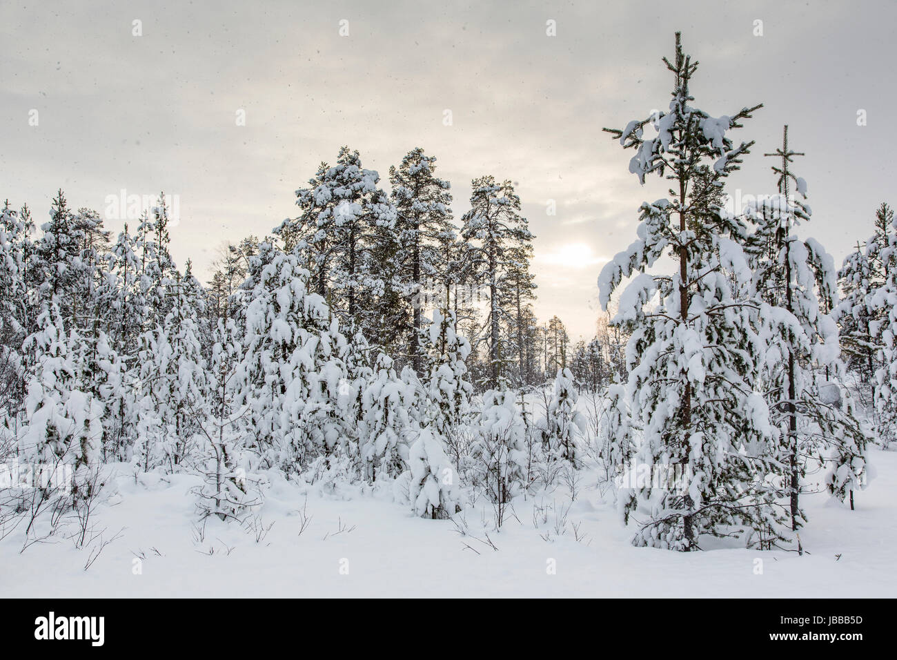 Verschneite Bäume in Finnland bei Inari Foto Stock