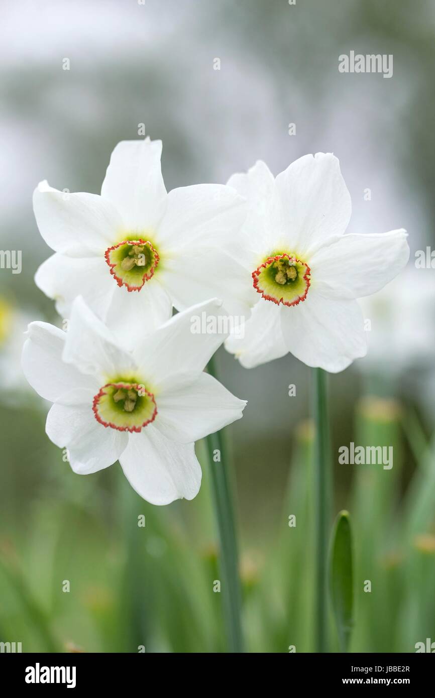 Narciso bianco Foto Stock