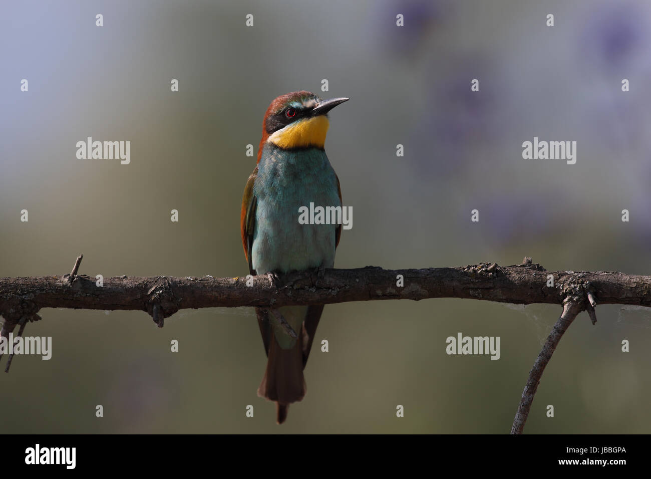 Unione Gruccione (Merops apiaster) Foto Stock