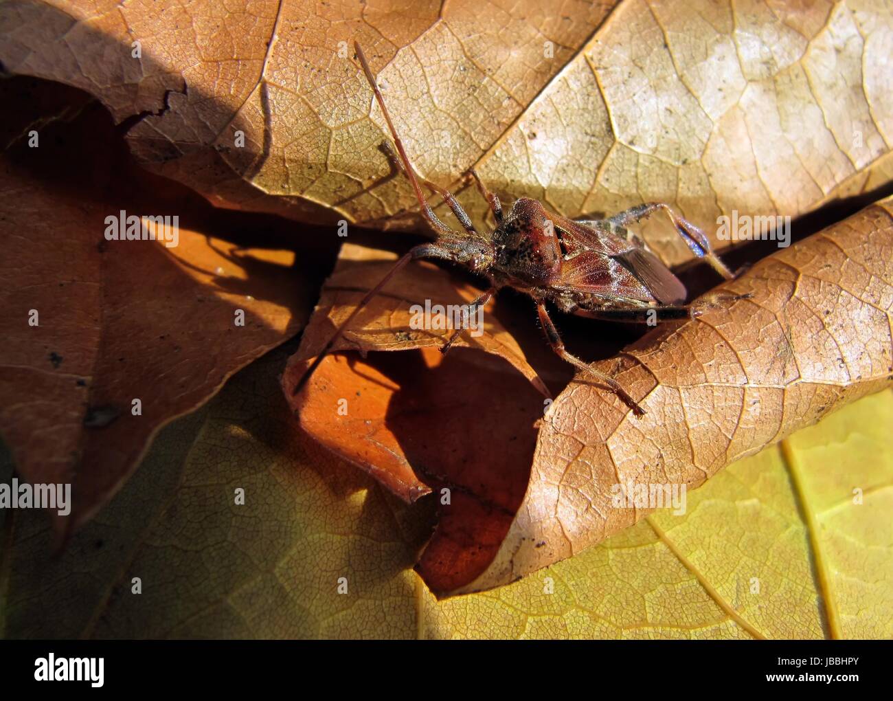 Western sementi di conifere bug Foto Stock