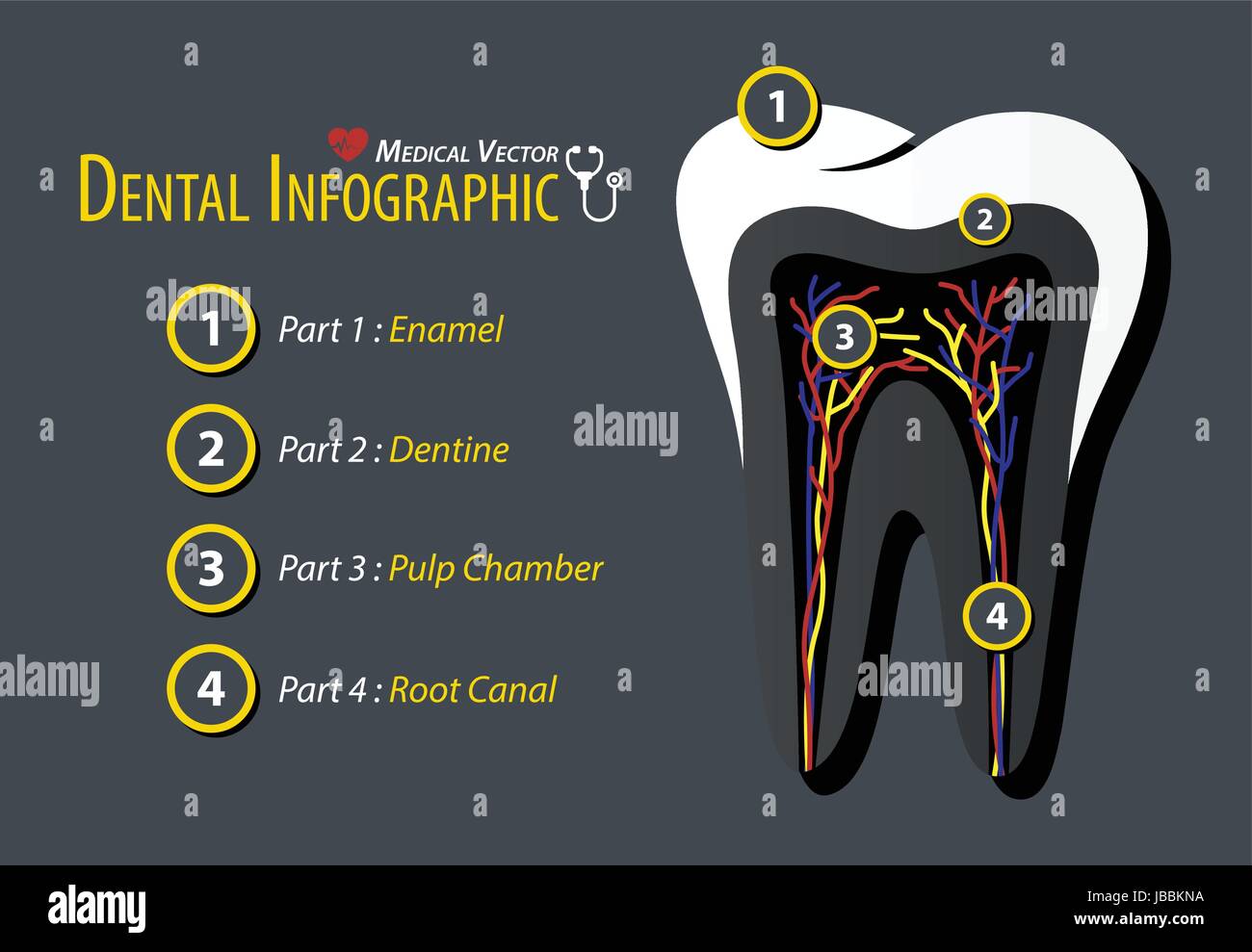 Infografico dentale . Design piatto . Illustrazione Vettoriale