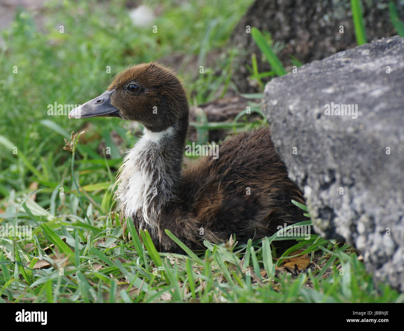 Baby Mallard duck in appoggio sull'erba Foto Stock