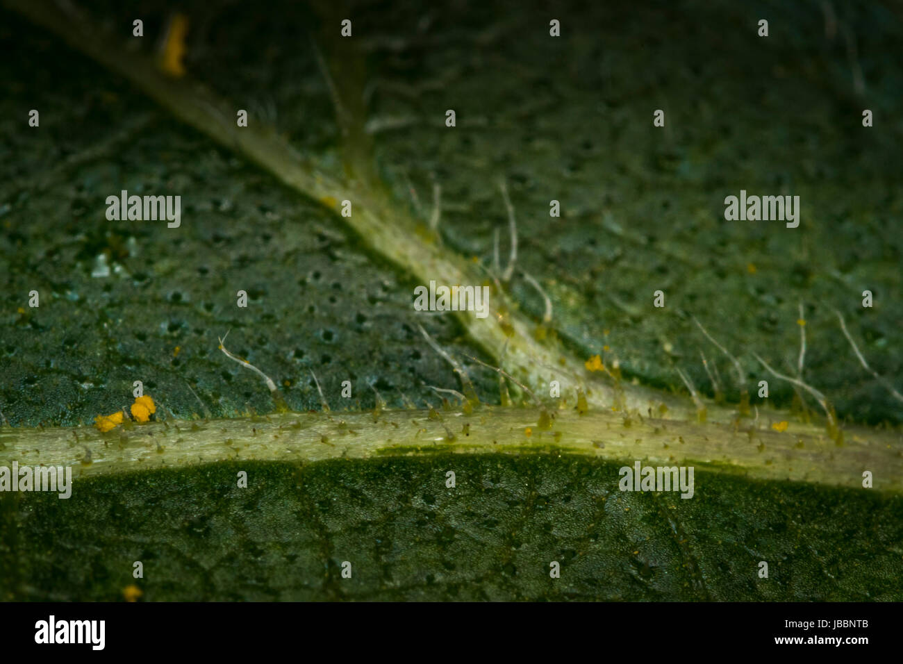 Macro di foglia shot con alcuni di polline e di dettaglio su di esso Foto Stock