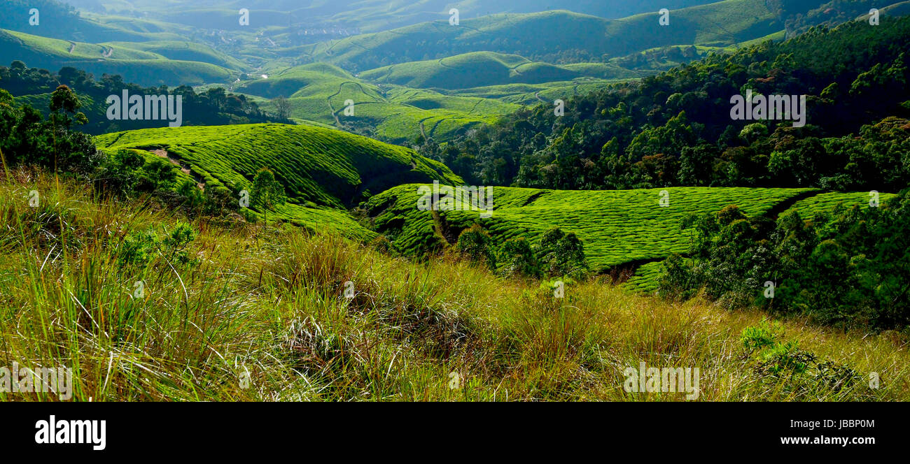 Stock Photo - bellissimo paesaggio del Kerala e paesaggi della natura Foto Stock