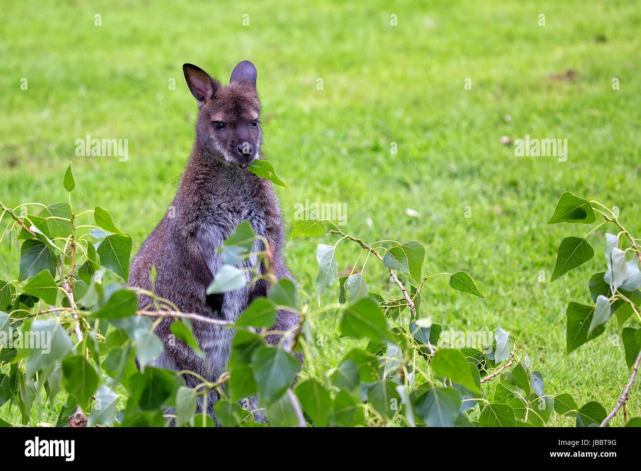Il canguro rosso-un wallaby dal collo nel selvaggio Foto Stock