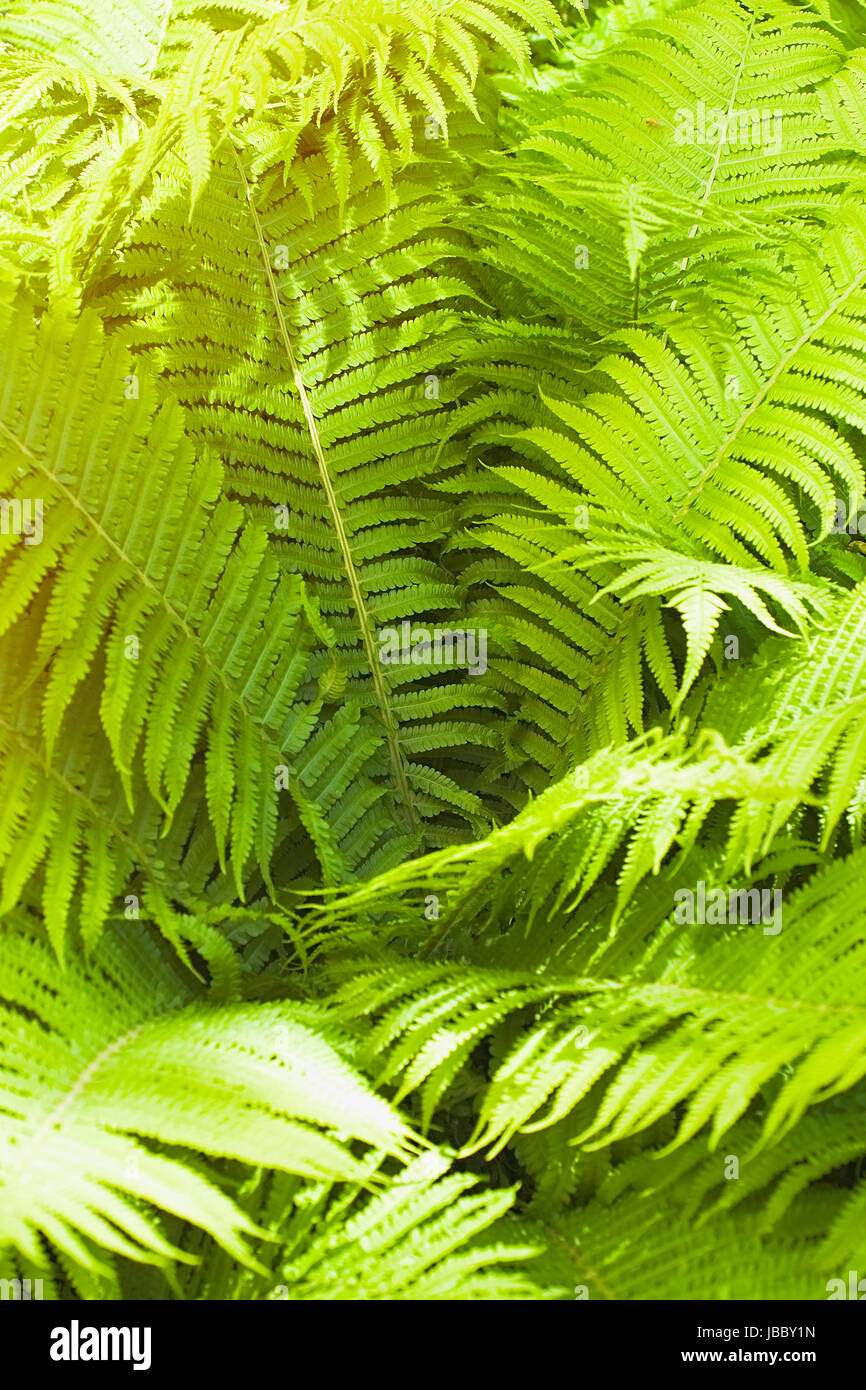 Felce verde canneto in primavera sullo sfondo della foresta Foto Stock