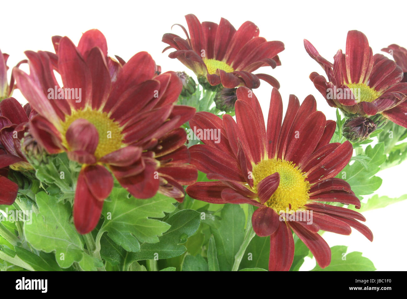 Ein Strauß Chrysanthemen vor hellem Hintergrund Foto Stock