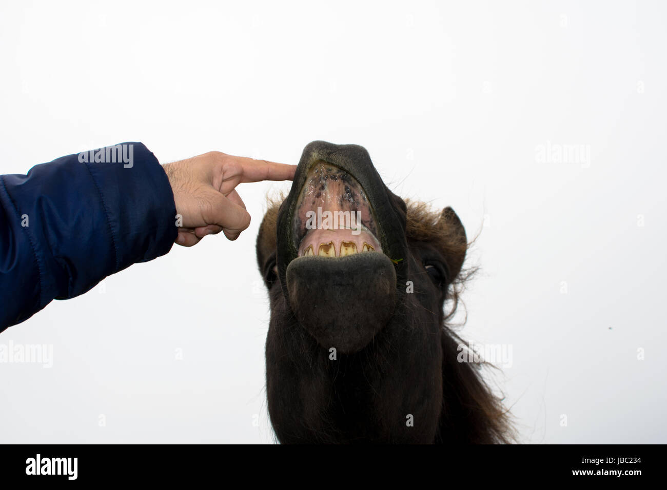 Un divertente faccia di un cavallo marrone expression Foto Stock