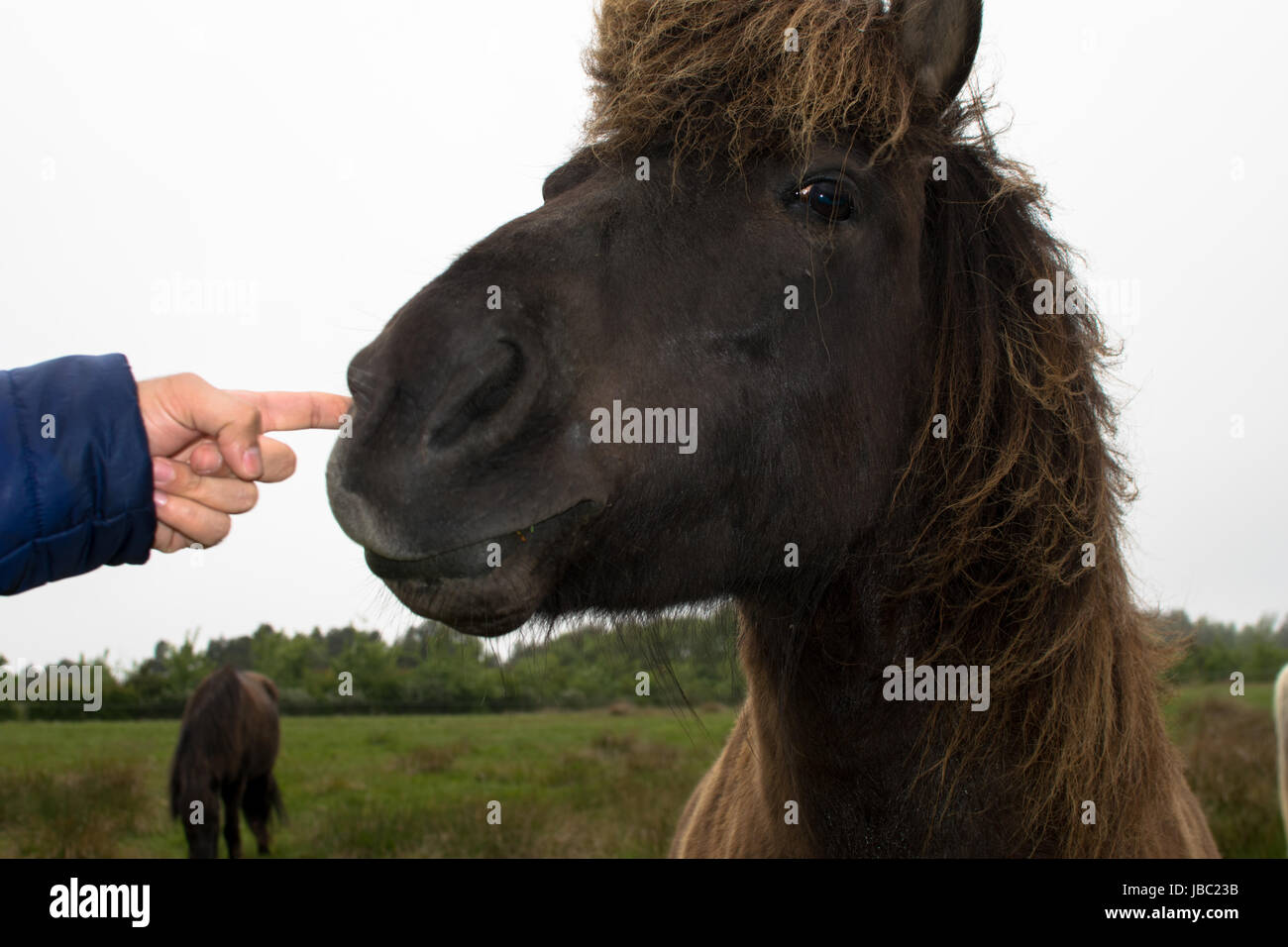 Un divertente faccia di un cavallo marrone expression Foto Stock