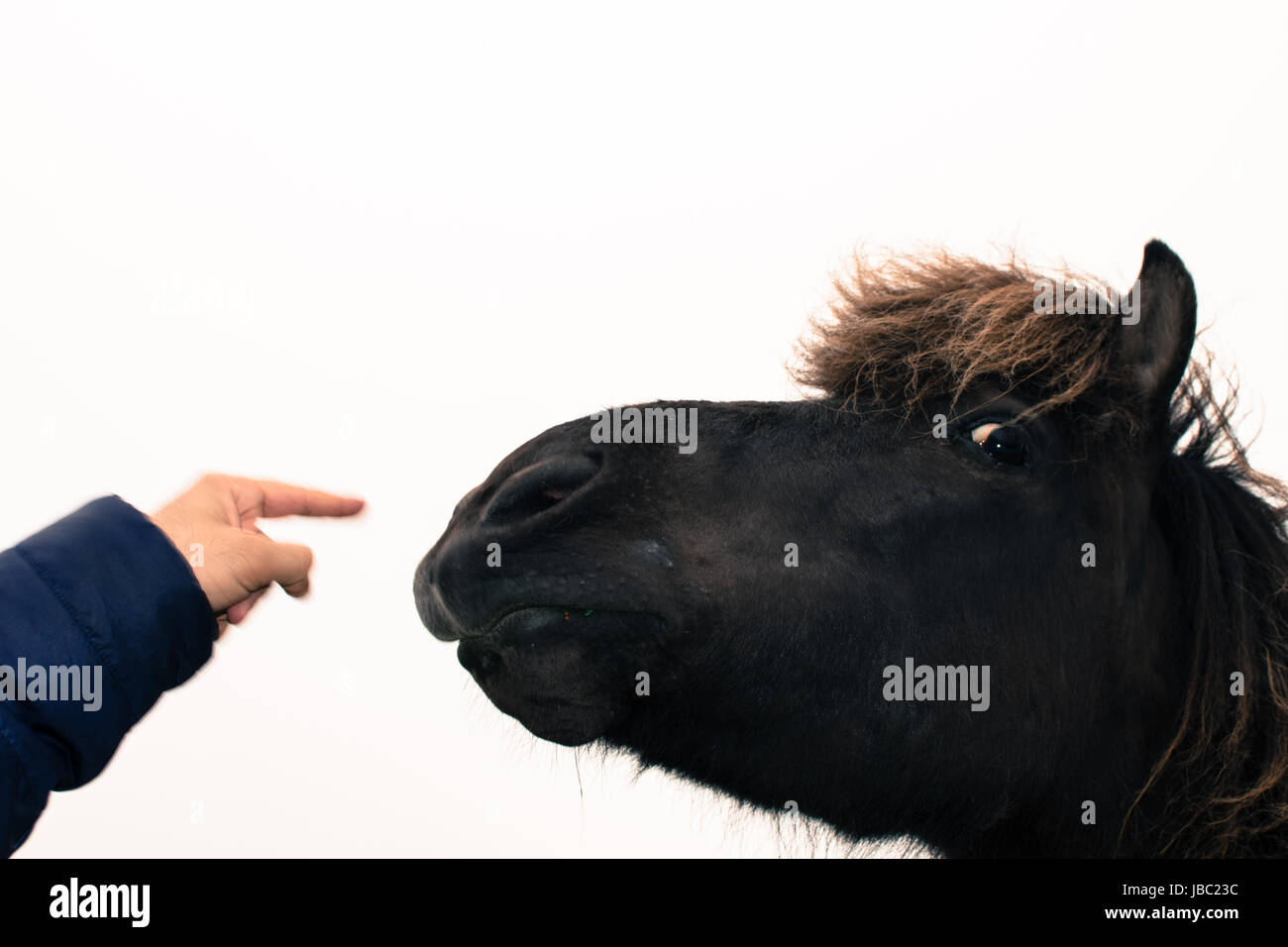 Un divertente faccia di un cavallo marrone expression Foto Stock