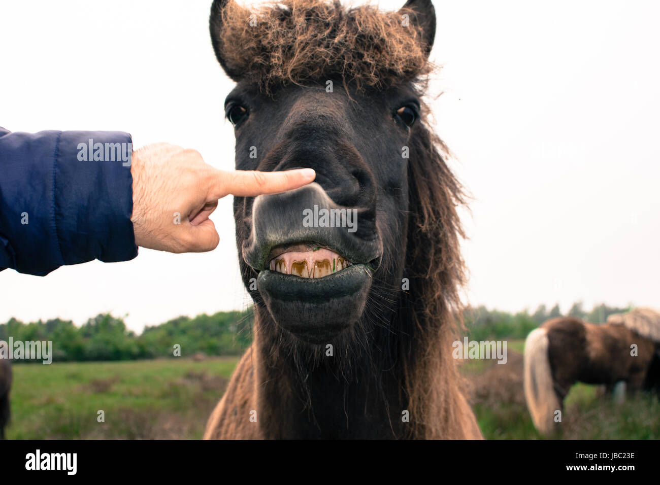 Un divertente faccia di un cavallo marrone expression Foto Stock