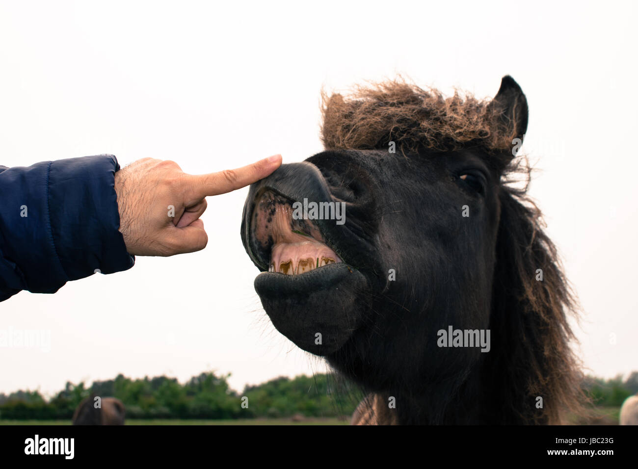 Un divertente faccia di un cavallo marrone expression Foto Stock