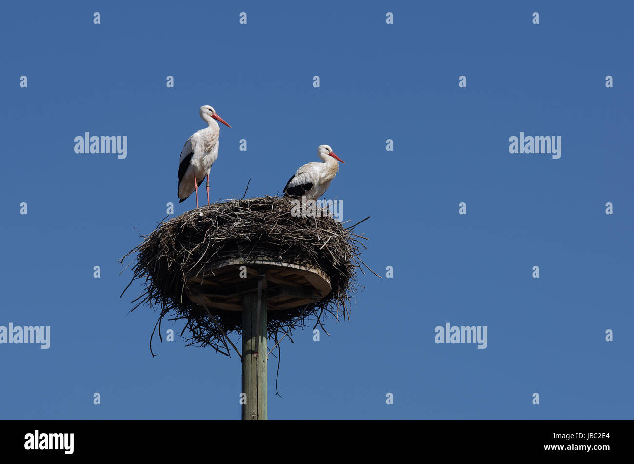 Weißstorchpaar in ihrem 'Horst' Foto Stock