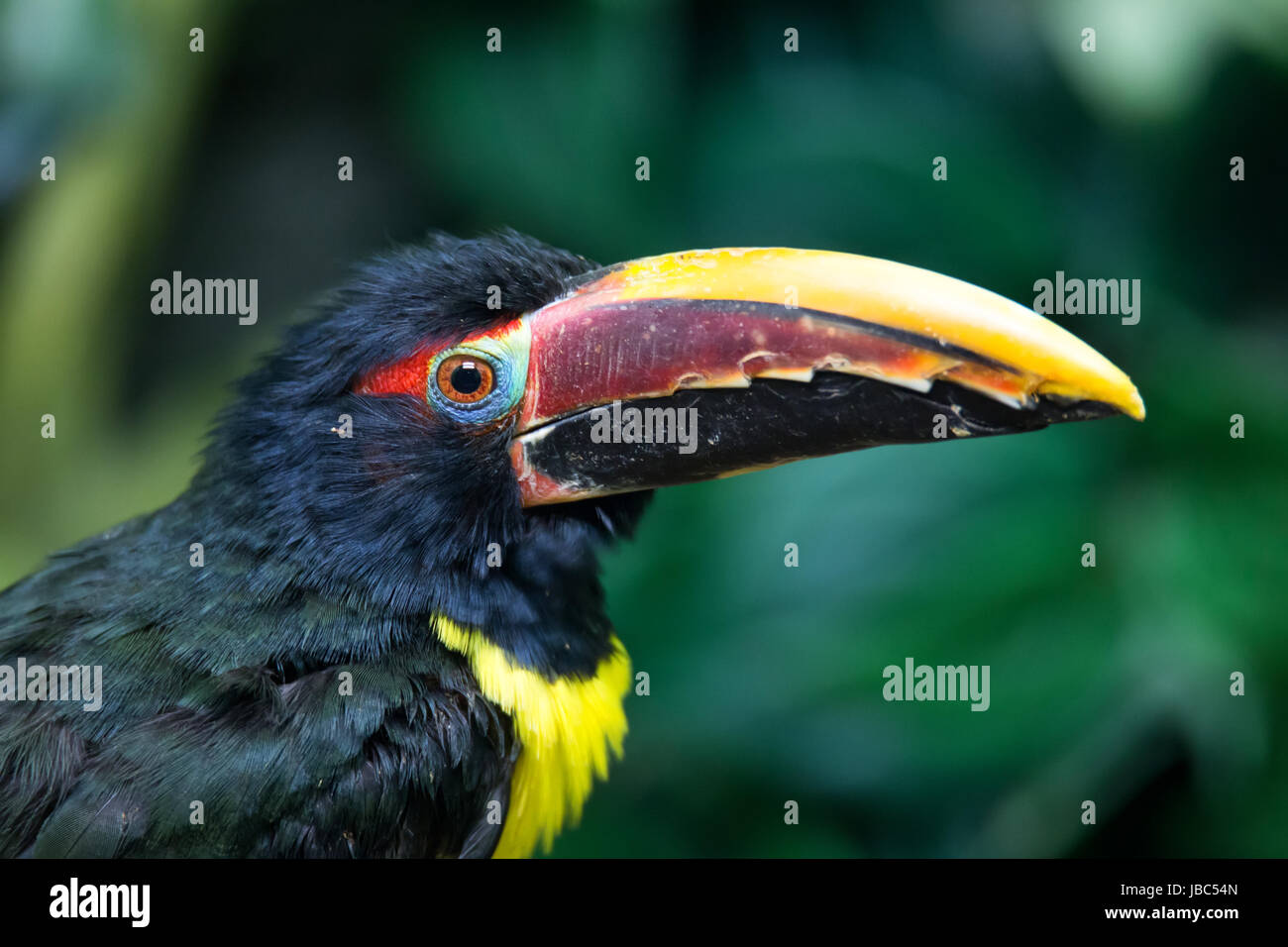 Ritratto di verde (Aracari Pteroglossus viridis) Foto Stock