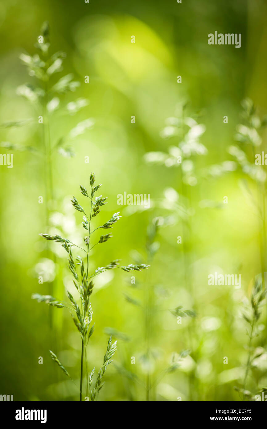 Fioritura estiva di erba e piante verdi in giugno al sole con spazio di copia Foto Stock