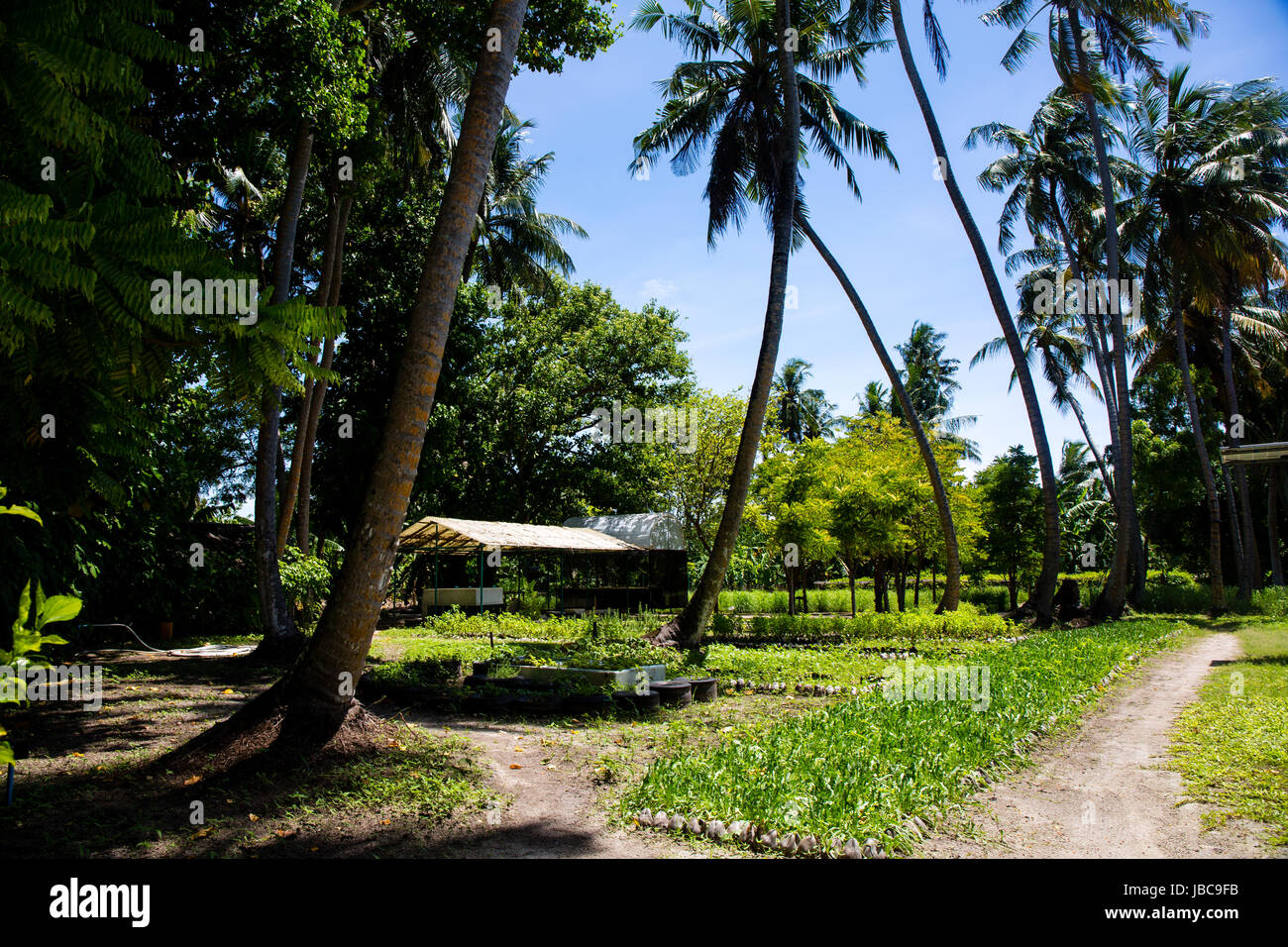 Dal punto di vista ecologico giardino nelle Maldive coltivazione di erbe e verdure al fianco di altri prodotti locali. Foto Stock