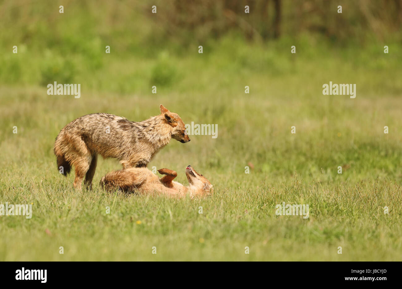 Golden Jackal o Jackal europea (Canis aureus) interazione Foto Stock