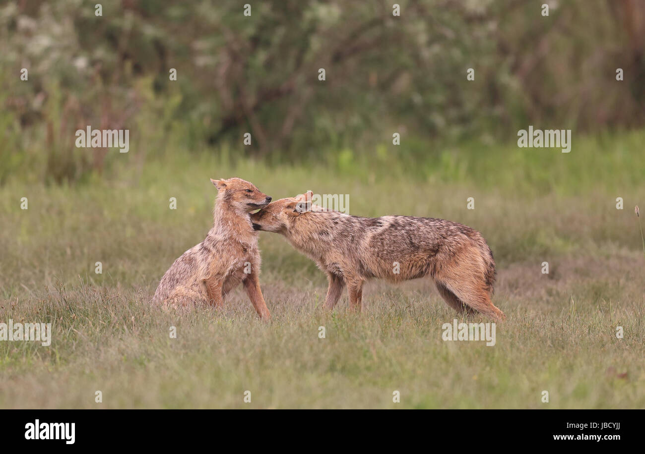 Golden Jackal o Jackal europea (Canis aureus) interazione Foto Stock
