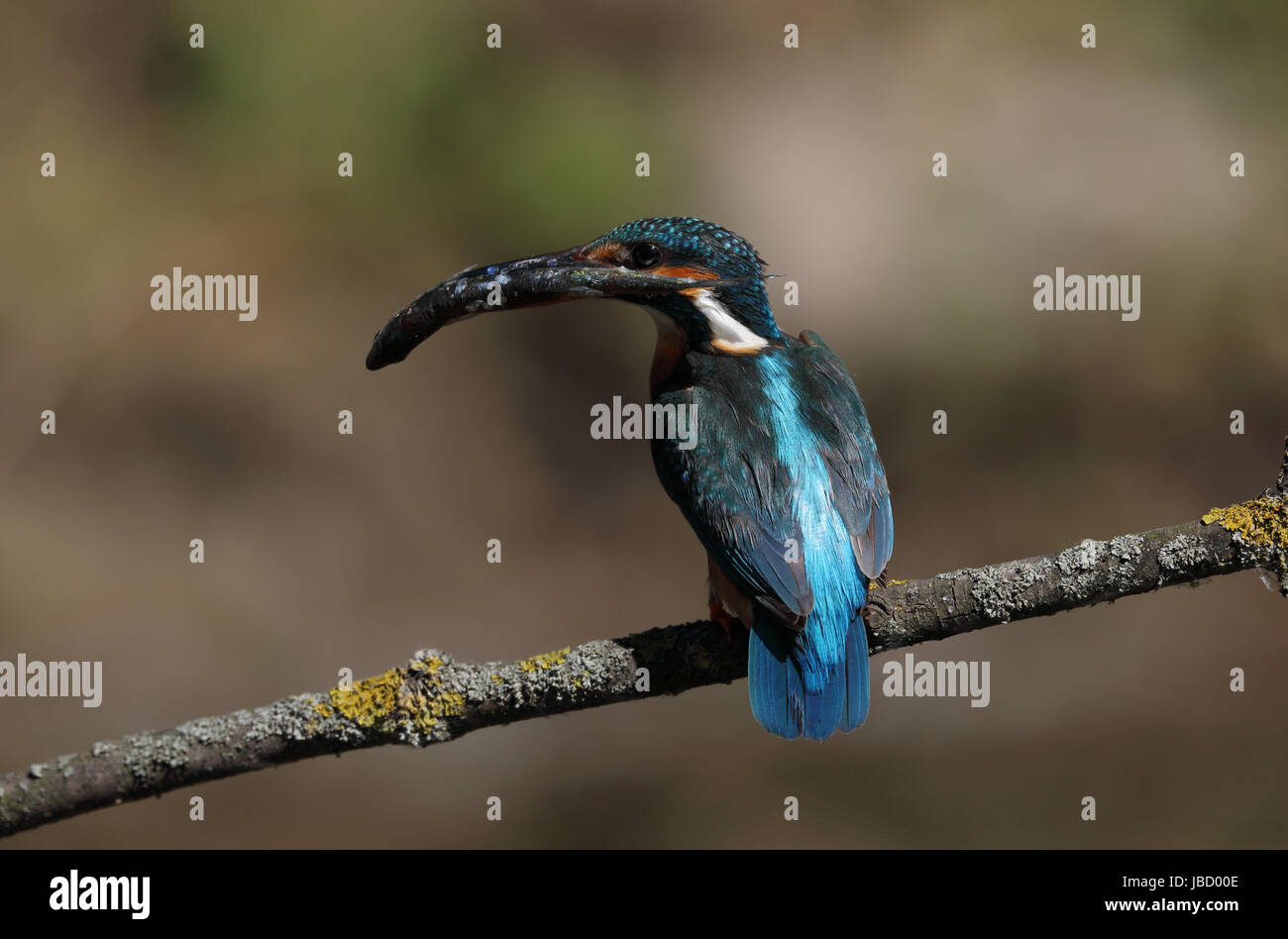 Common kingfisher (Alcedo atthis) con la preda Foto Stock