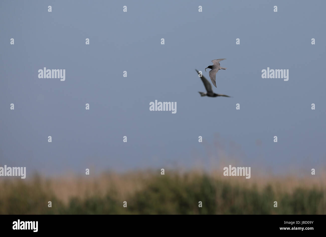 Black Tern (Chlidonias niger) Foto Stock