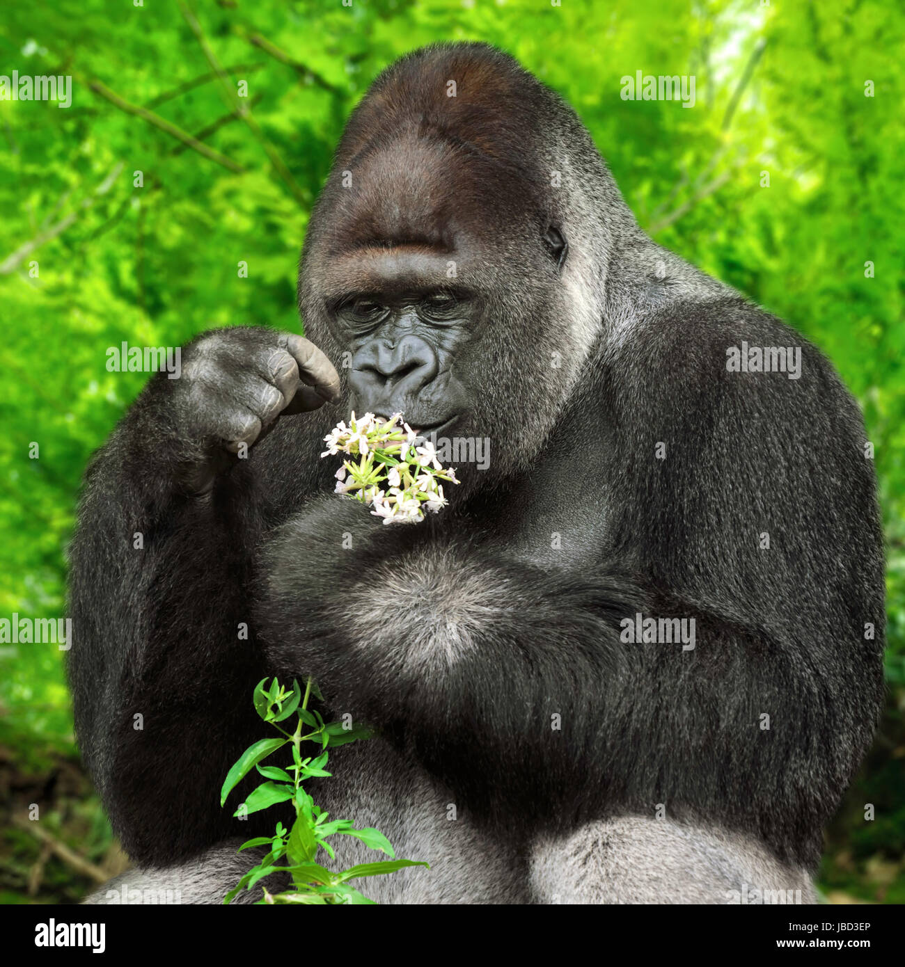 Kräftiger Silberrücken pflückt und begutachtet vorsichtig Blümchen Foto Stock