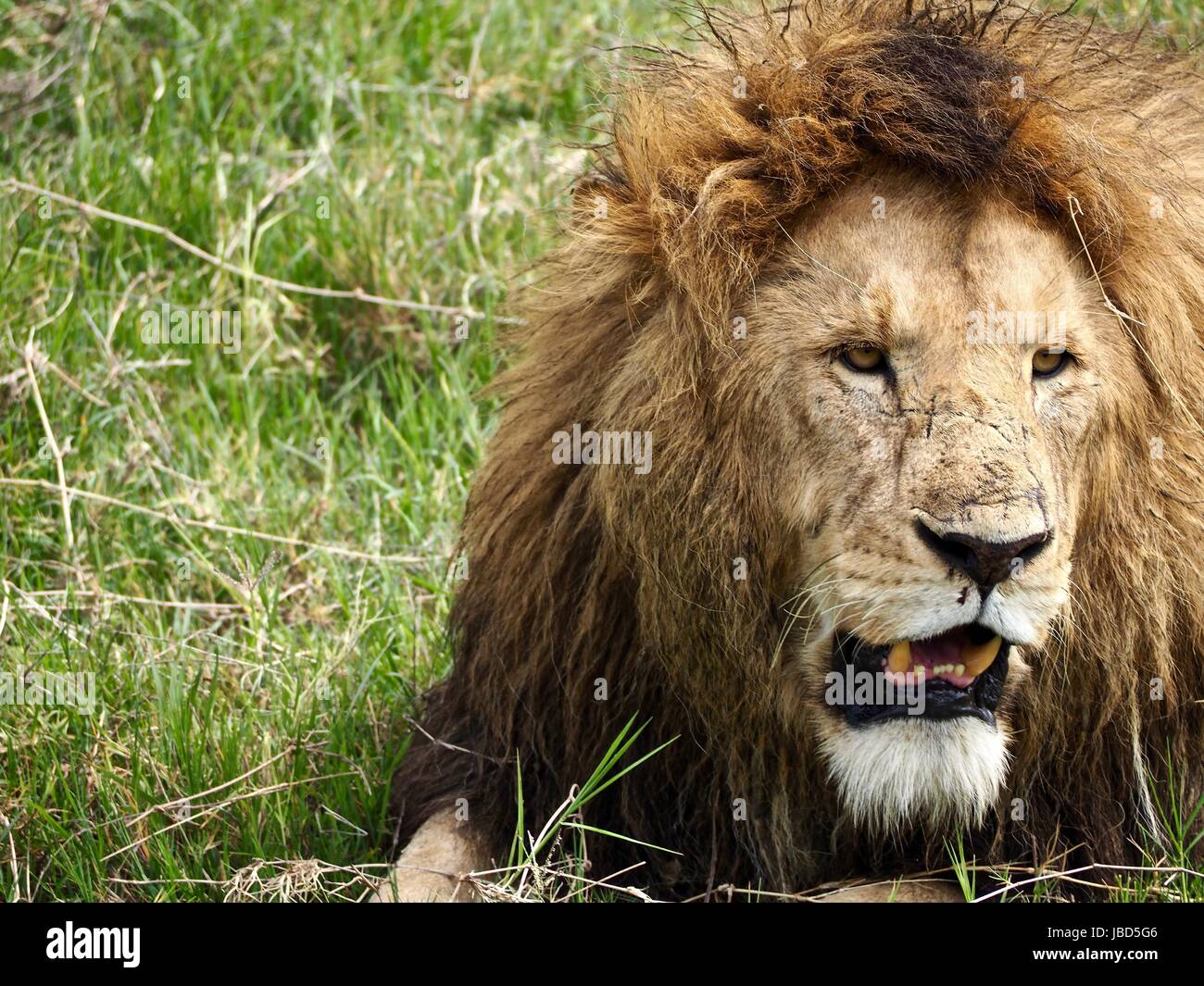 Close up di un maschio di leone nel cratere Ngorogoro Riserva, Tanzania Foto Stock