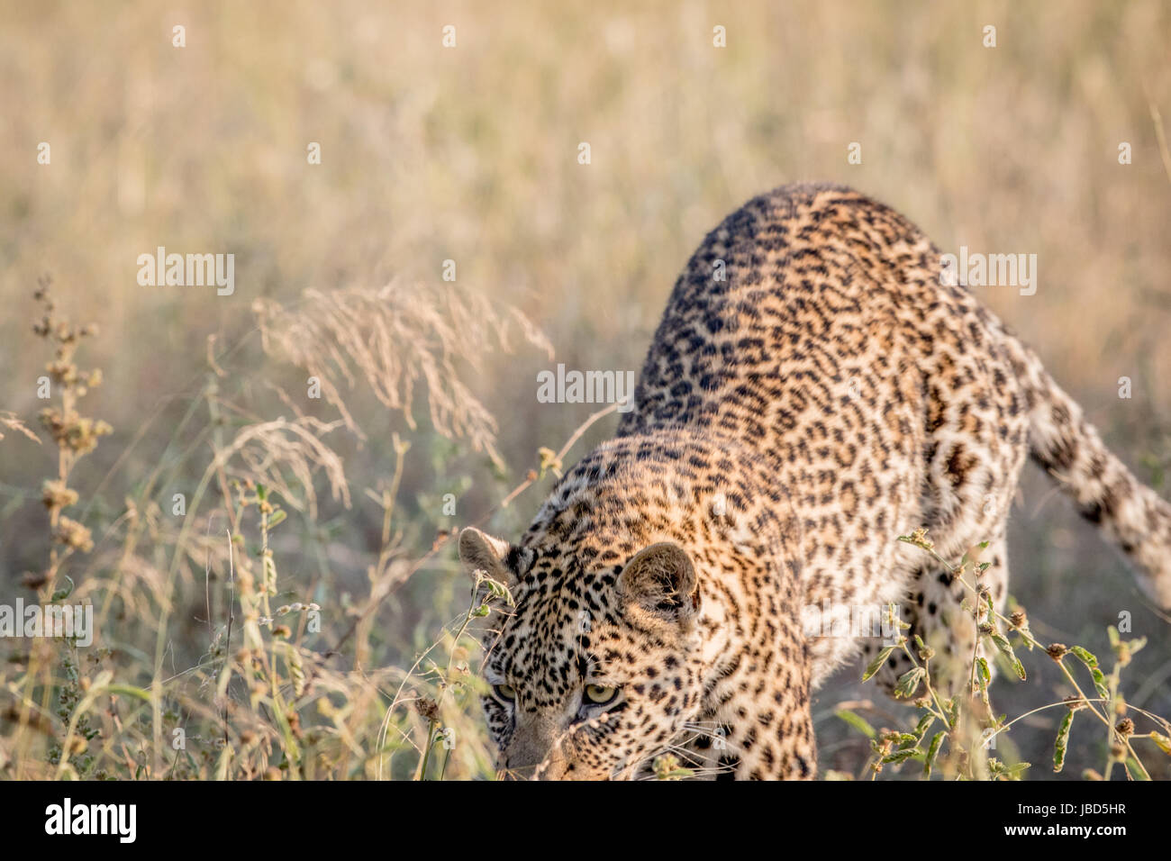 Giovani Leopard spolvero in erba alta nel Parco Nazionale di Kruger, Sud Africa. Foto Stock