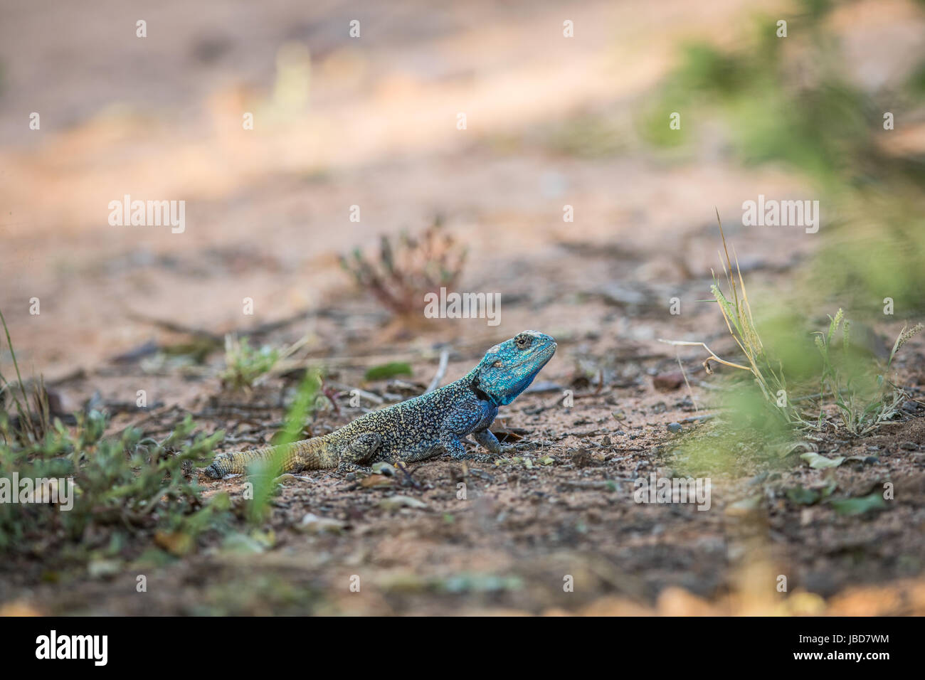 Struttura meridionale AGAMA SA sul terreno nel Marakele National Park, Sud Africa. Foto Stock