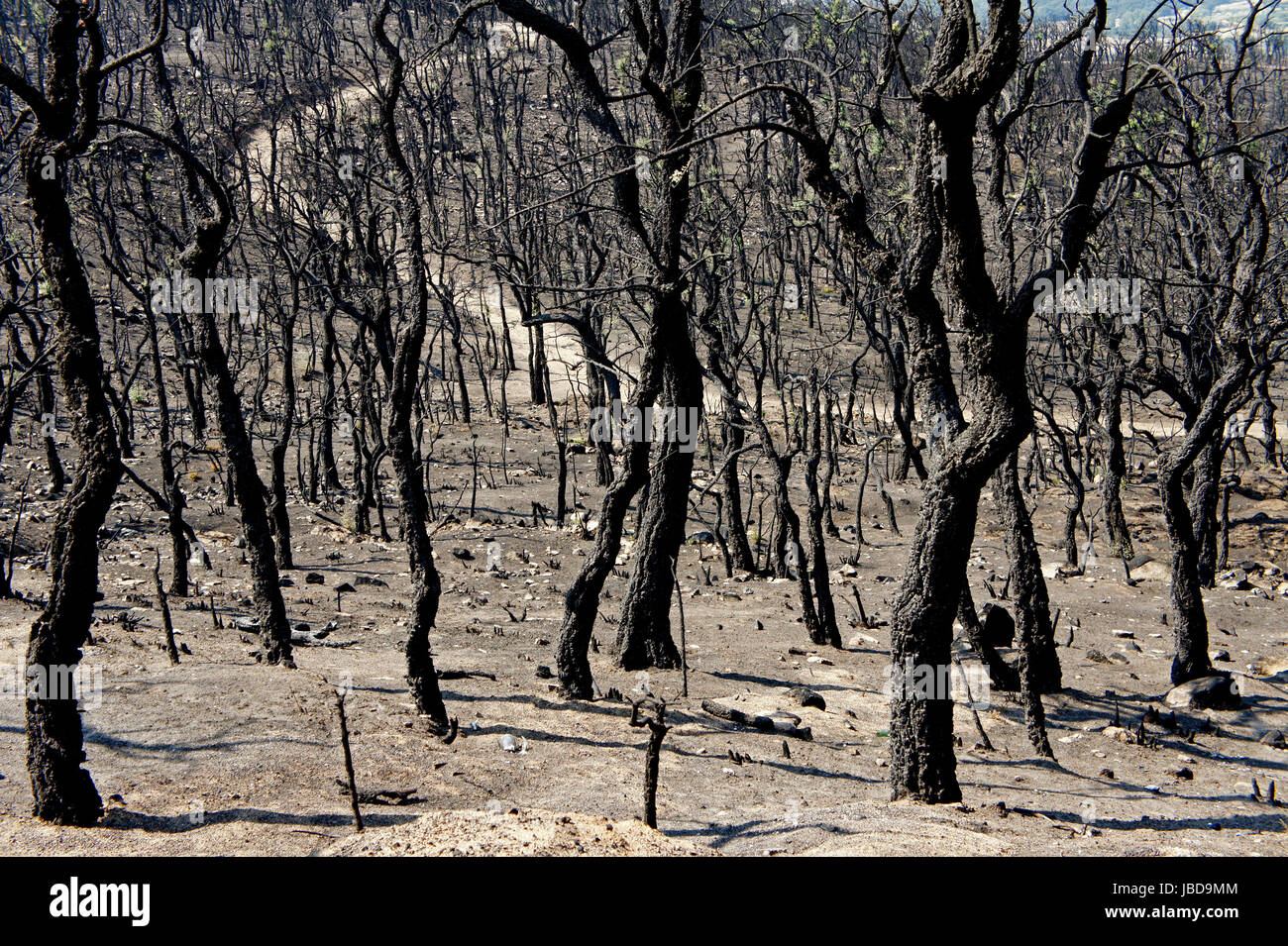 Wald nahe la jonquera, spanisch-franzoesisches grenzgebiet, nach waldbraenden sommer 2012, verkohlte baeume Foto Stock