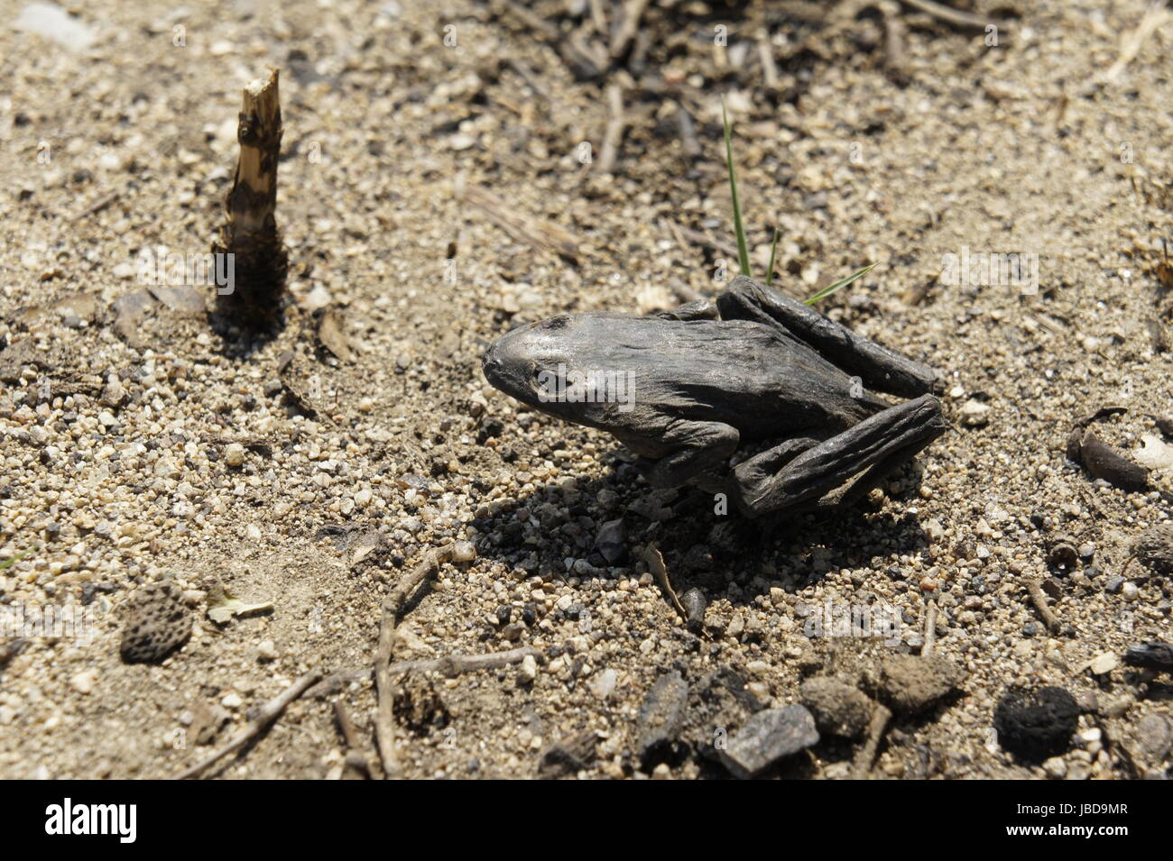 Verkohlter frosch im Wald nahe la jonquera, spanisch-franzoesisches grenzgebiet, nach waldbraenden sommer 2012, verkohlte baeume Foto Stock