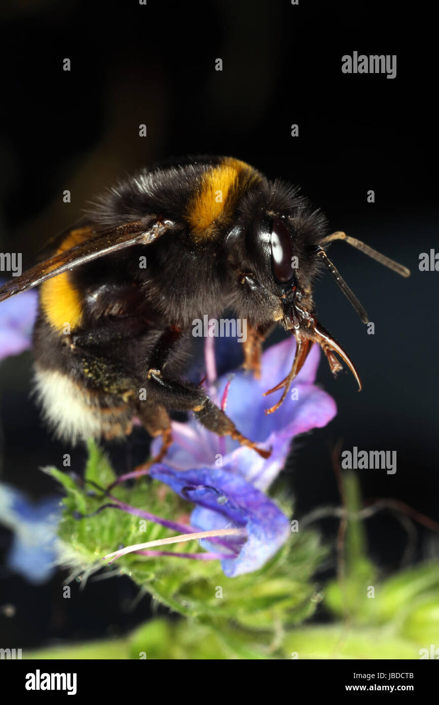 Berlino, Germania, Terra Bumblebee raccoglie il nettare da un fiore violaceo Foto Stock
